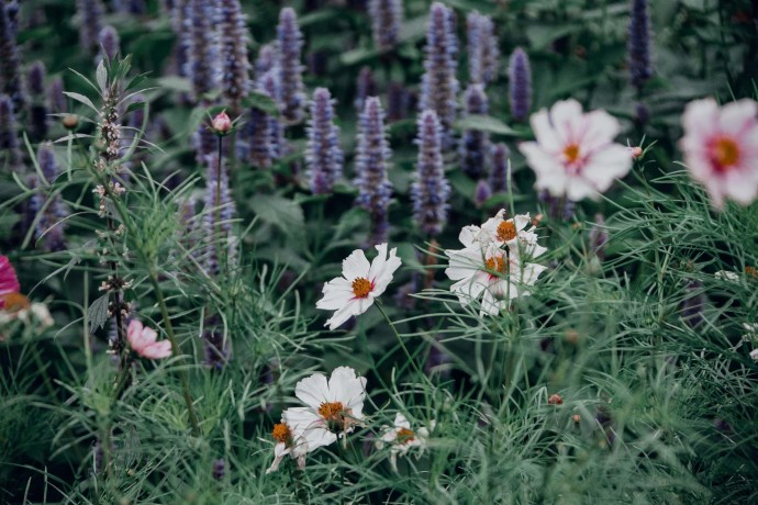Аллергия: как бороться с цветением