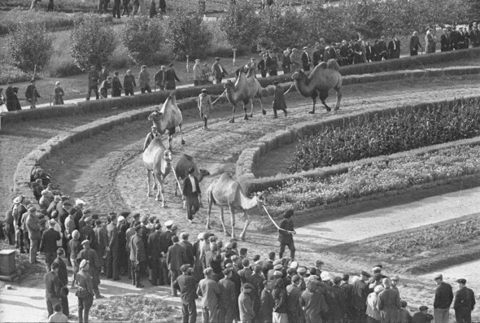 Верблюды на прогулочном манеже (1939 г.); МАММ / МДФ, Владислав Микоша