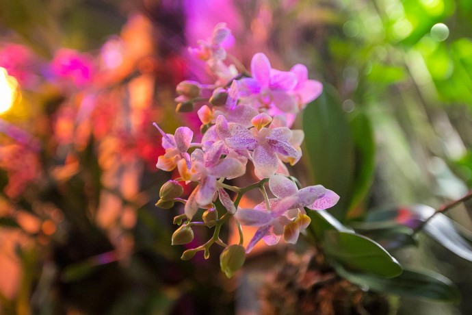 Орхидеи в «Аптекарском огороде»